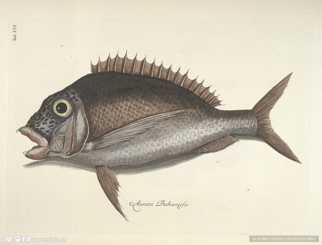 鱼类手绘插画 海洋生物
