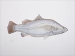 鱼类手绘插画 海洋生物