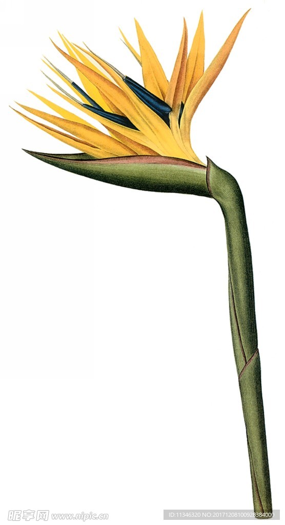 鲜花