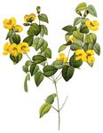 鲜花