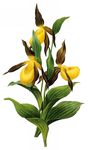 鲜花