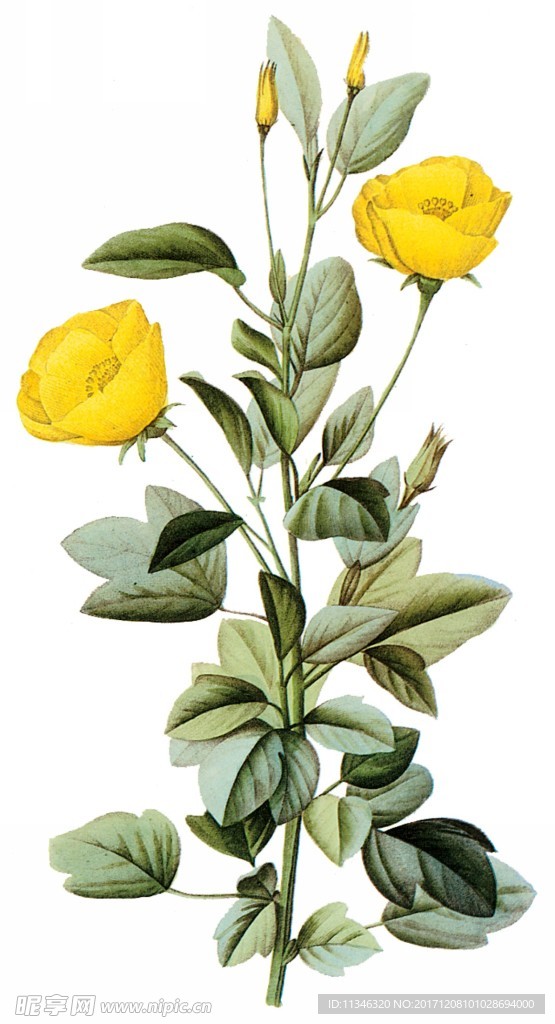 鲜花