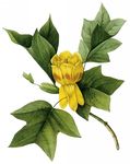 鲜花