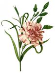 鲜花康乃馨