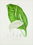 植物花草果实插画