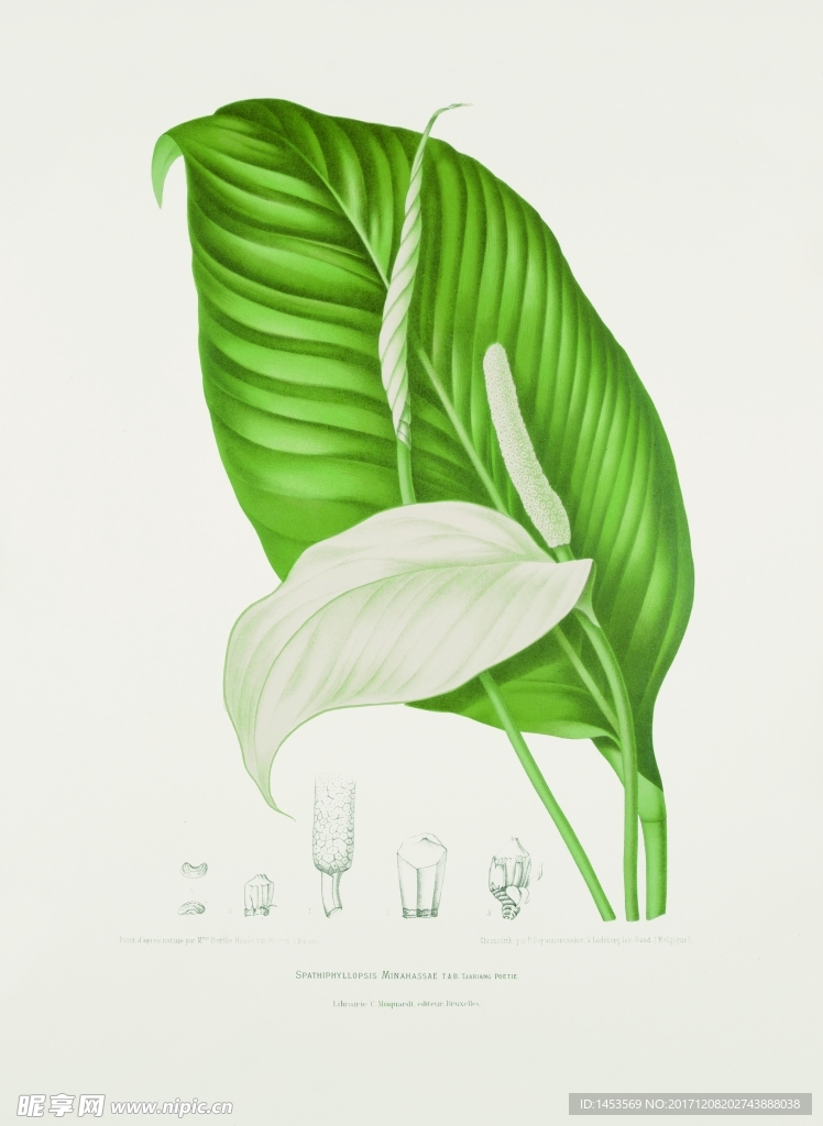 植物花草果实插画