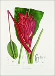 植物花草果实插画