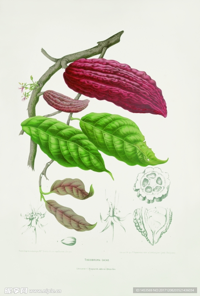 植物花草果实插画