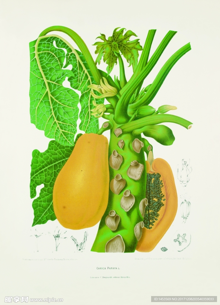 植物花草果实插画