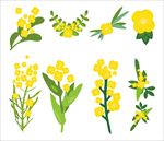 油菜花