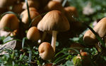 野生菌类蘑菇