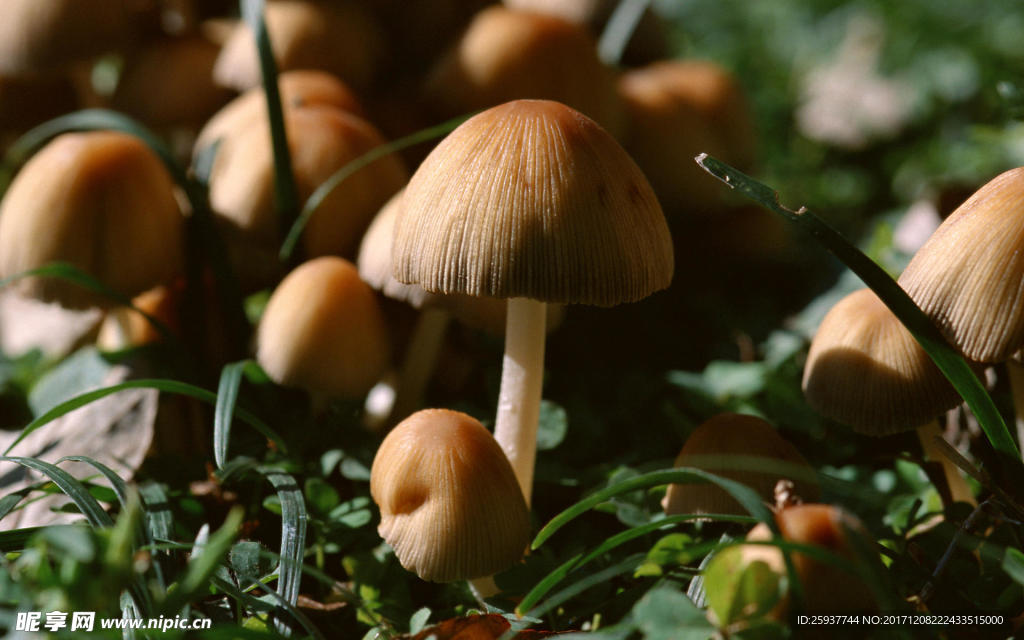 野生菌类蘑菇