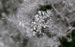 冬天冰雪植物