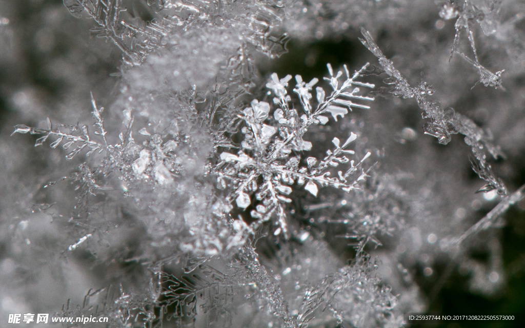 冬天冰雪植物