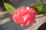 山茶花