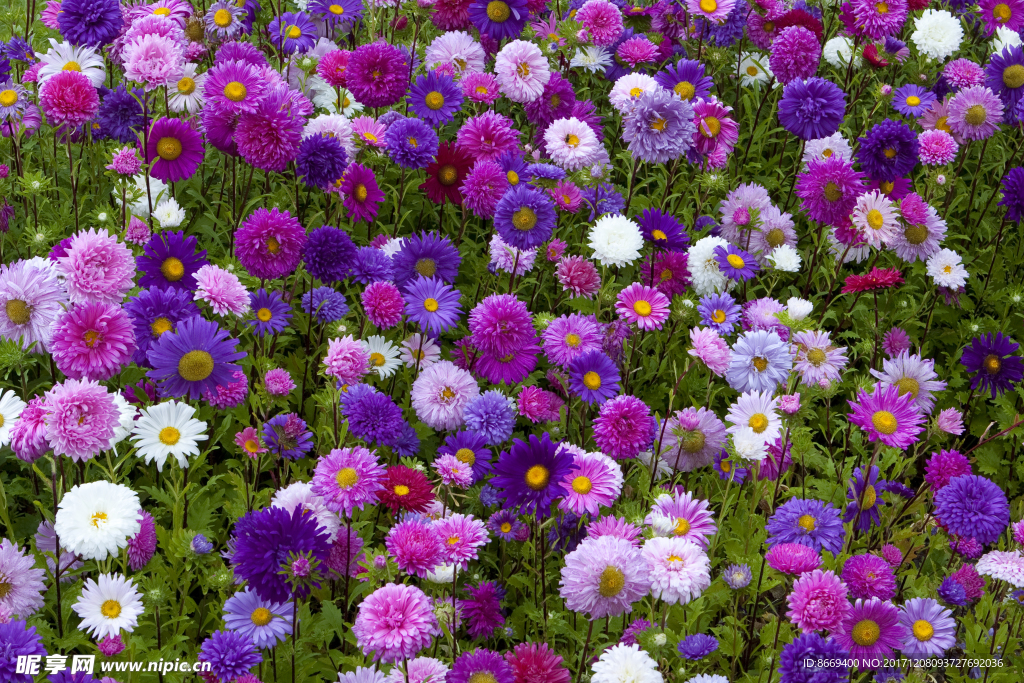 紫苑七彩花卉