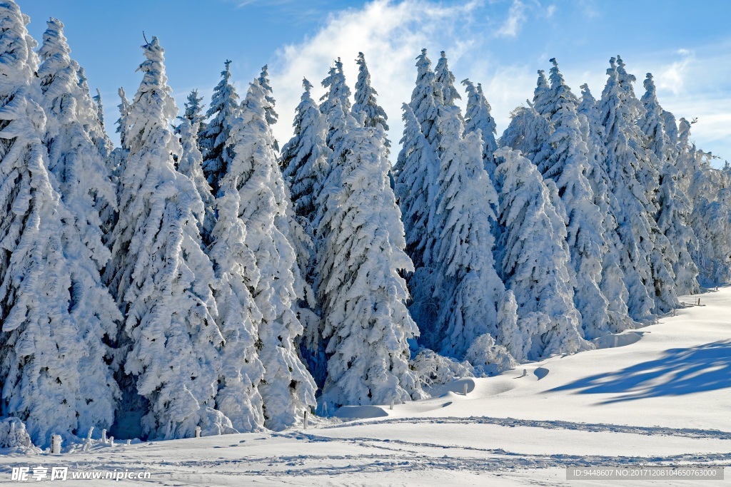 寒冬冷杉雪景图片