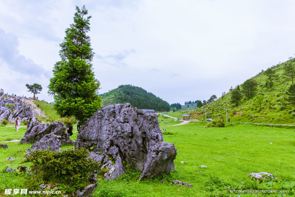 高山草场