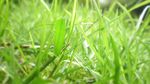 野草草地