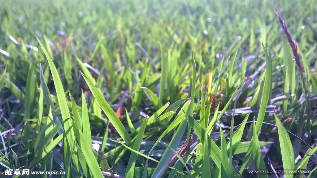 野草草地