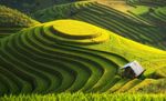 野草草地
