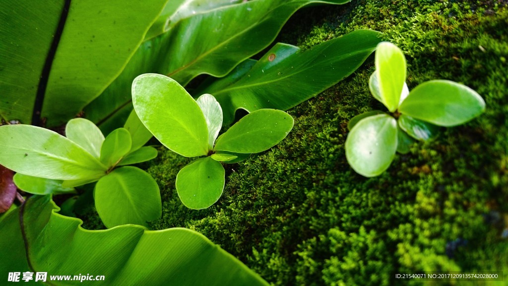 野草草地