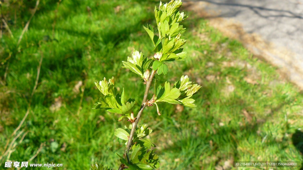 野草草地