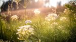 野草草地