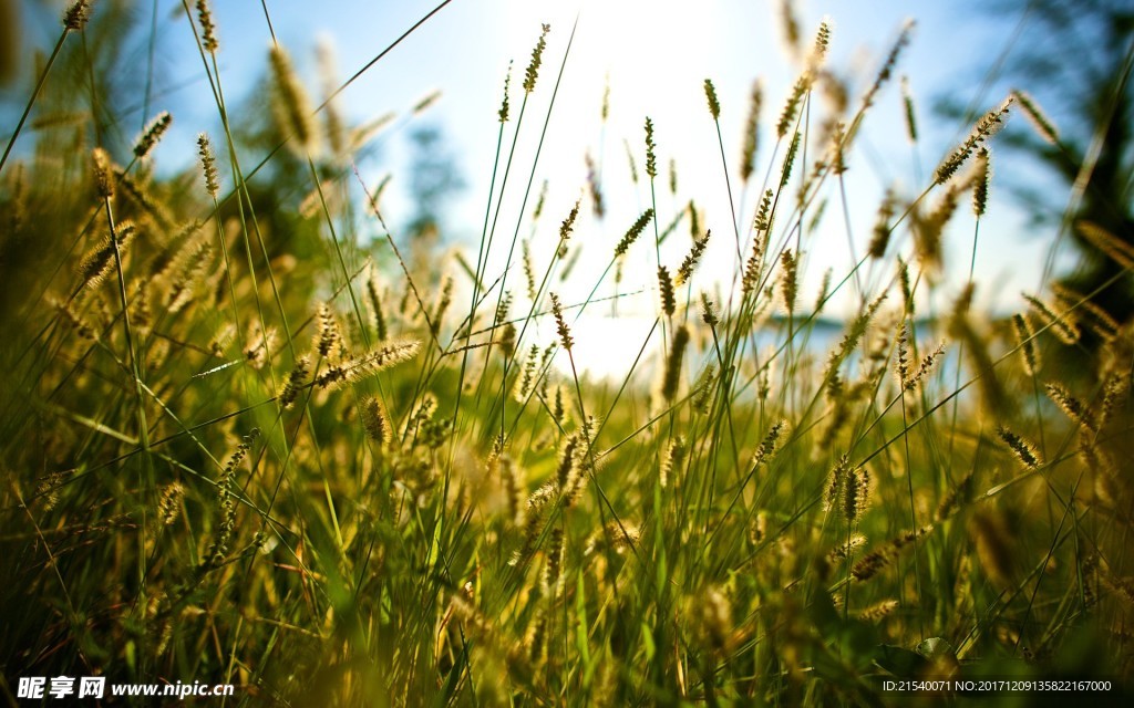 野草草地