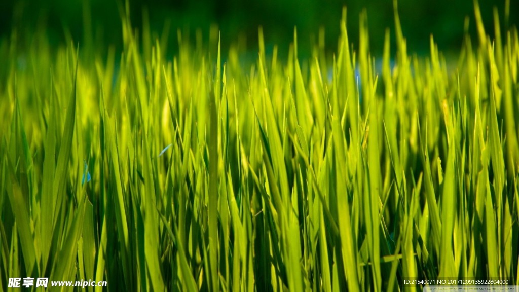 野草草地