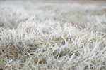 野草草地