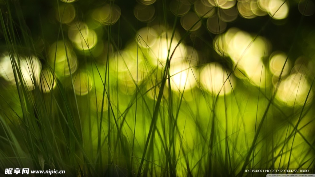 野草草地