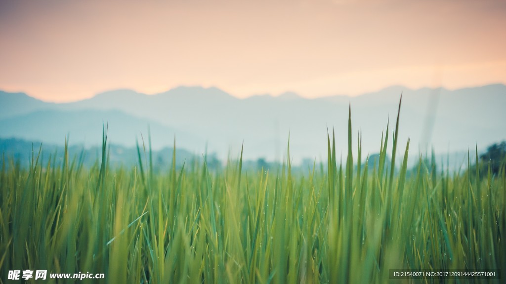 野草草地