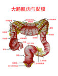大肠肌肉与粘膜