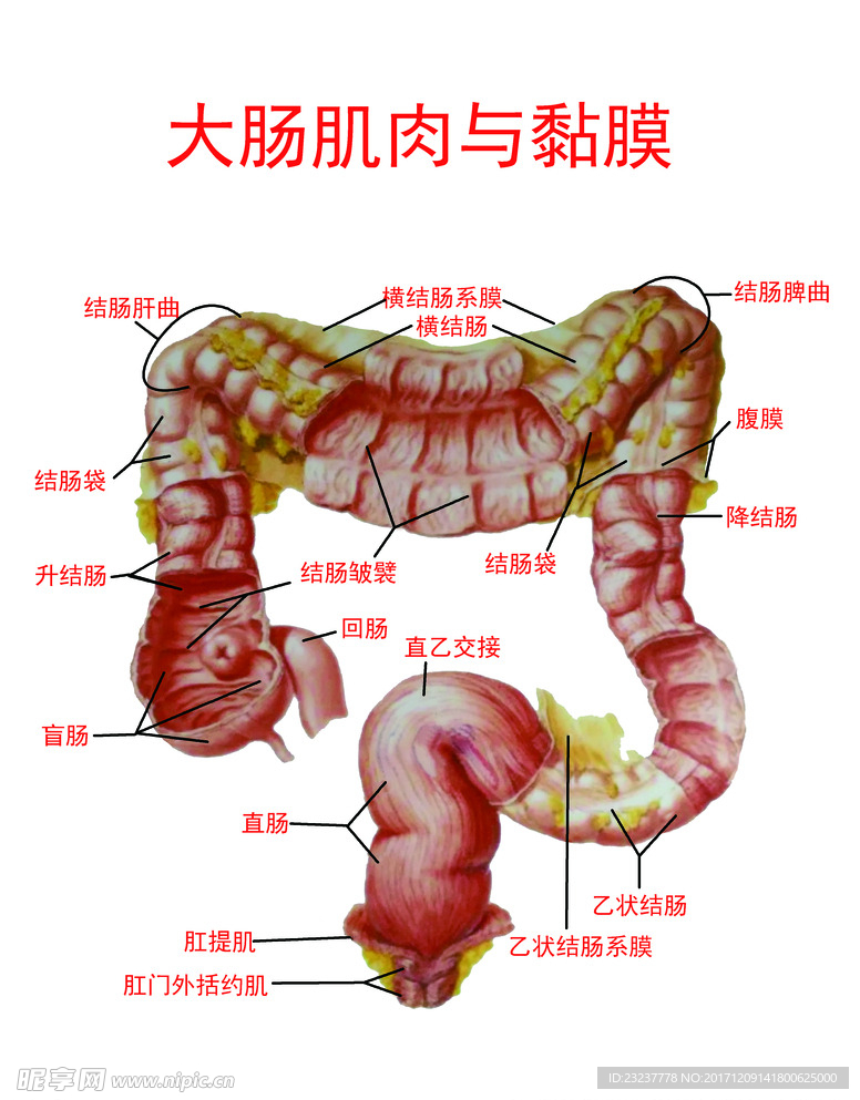大肠肌肉与粘膜