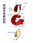 胆道系统解剖图解