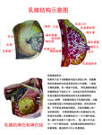 乳腺结构示意图