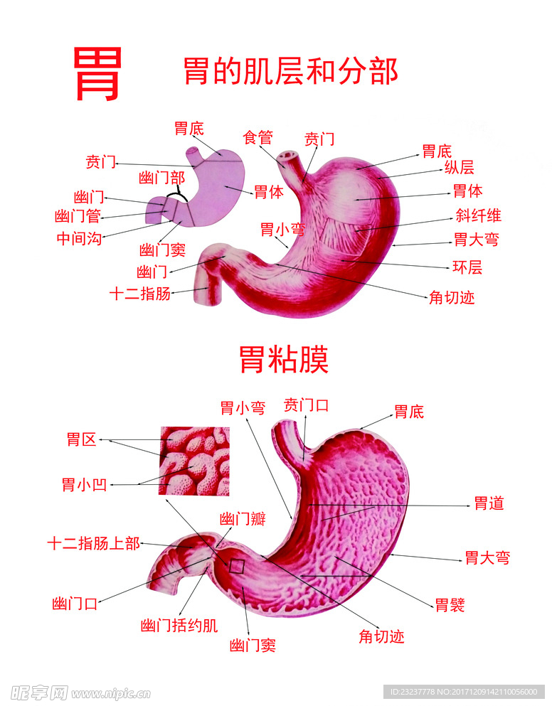 胃的肌层和分部