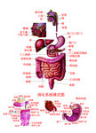 消化系统模式图