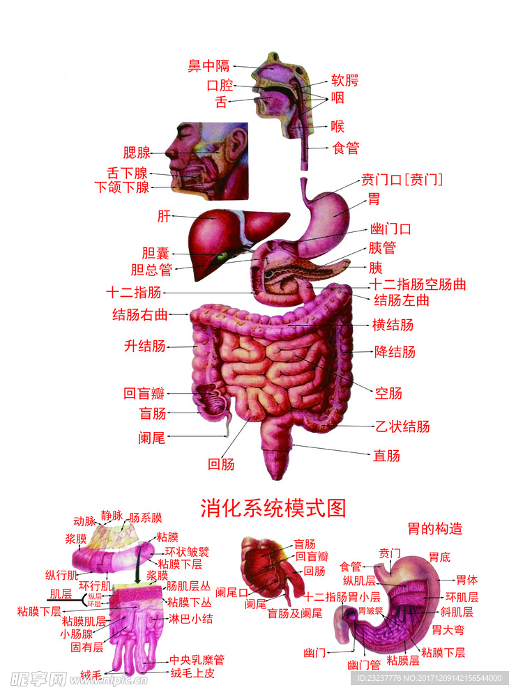 消化系统模式图