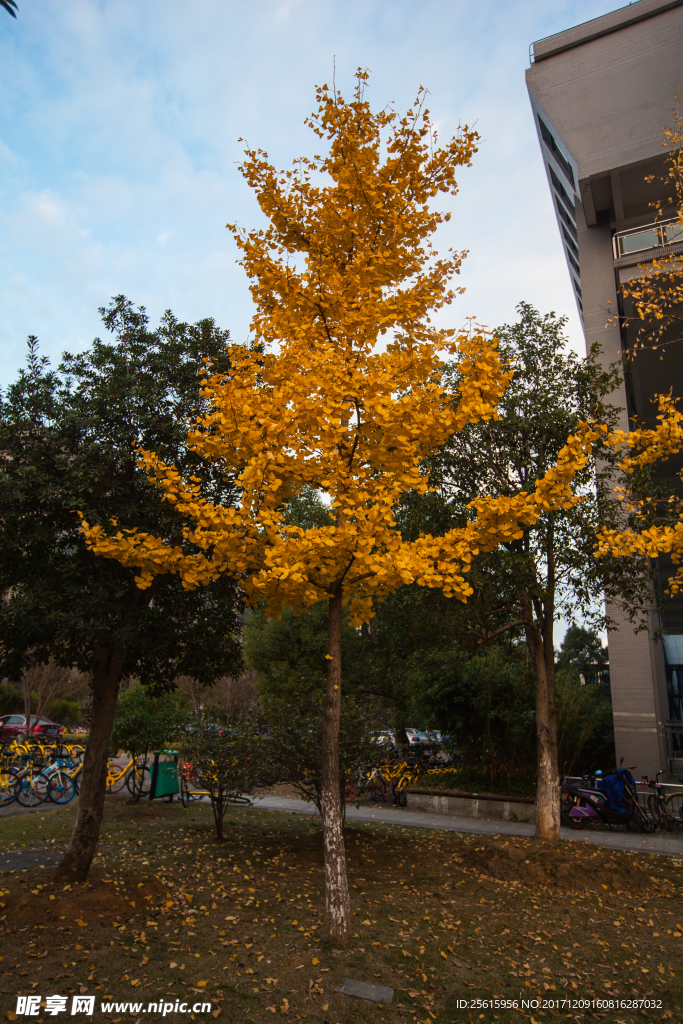 中南大学