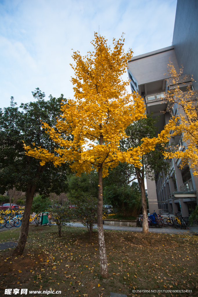 中南大学