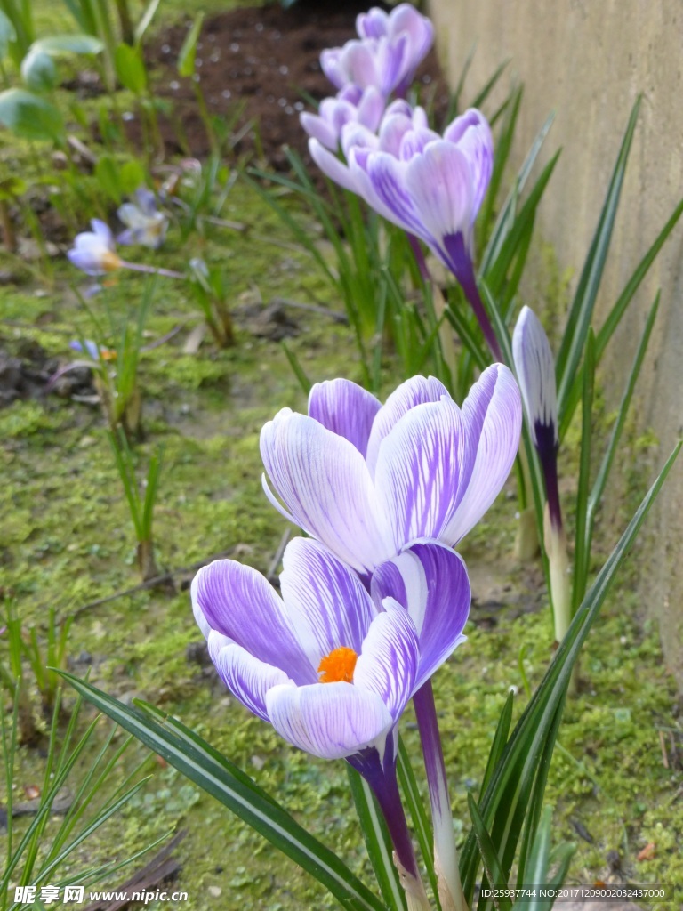 藏红花