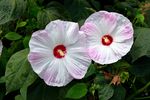 粉色芙蓉花