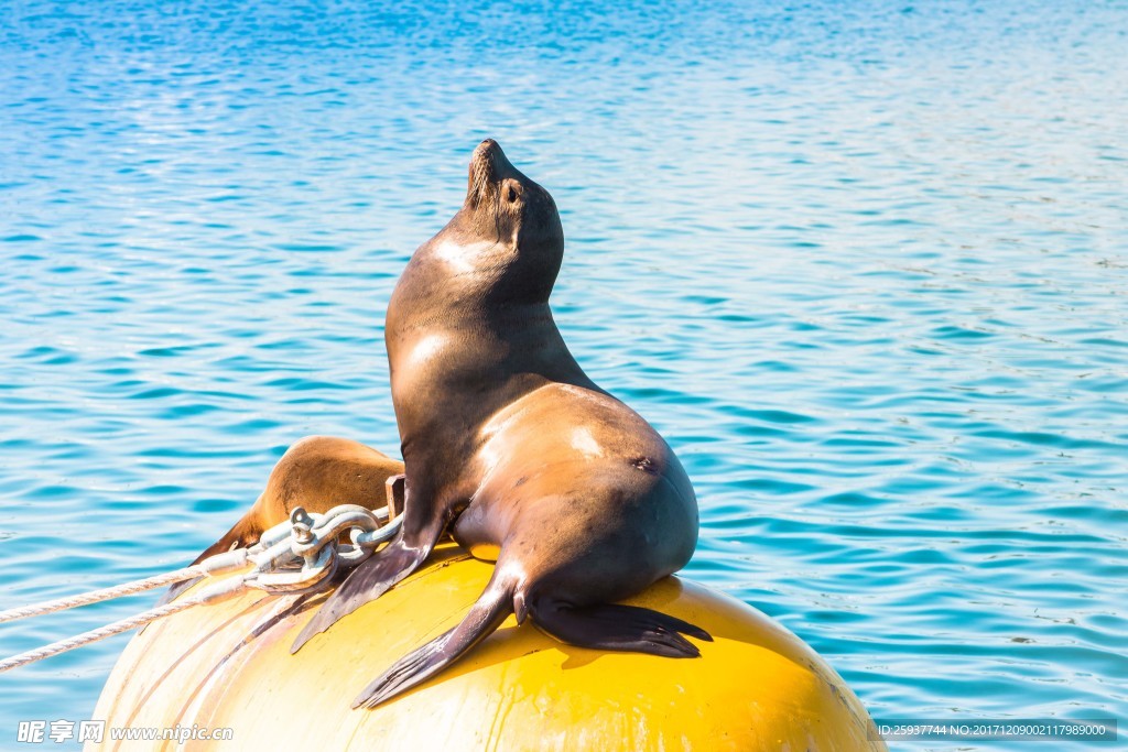 小海狮