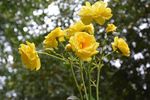 黄色月季花