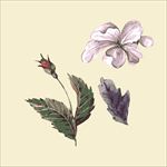 手绘花图片