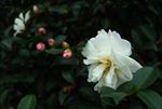粉白山茶花