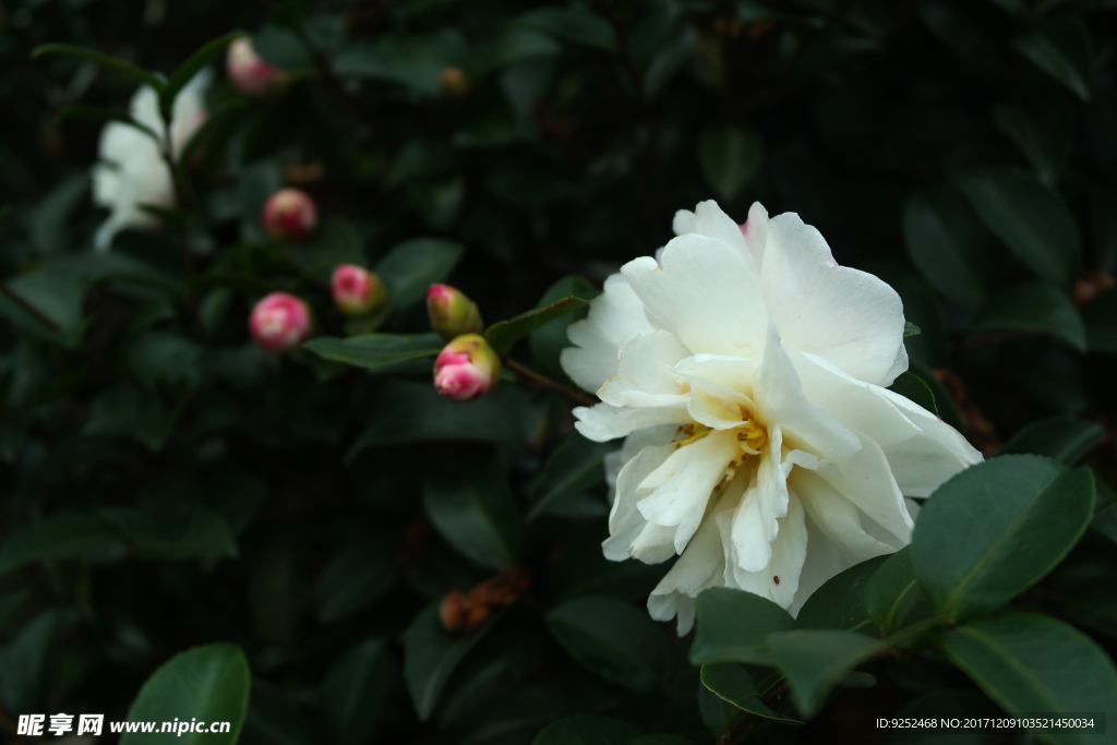 粉白山茶花