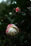 粉白山茶花